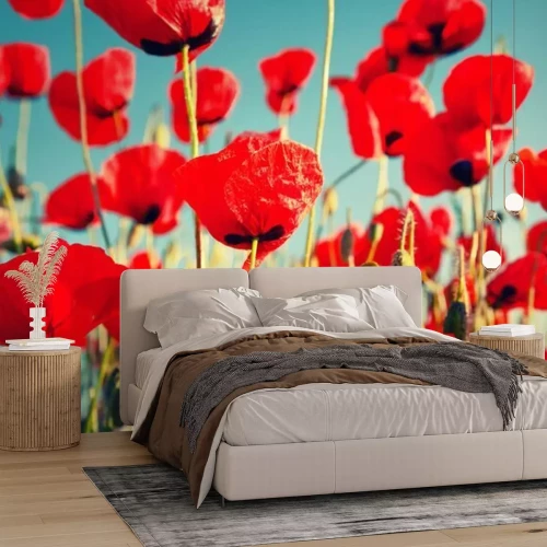 Fotobehang Karmijnrode klaprozen op een achtergrond van lucht