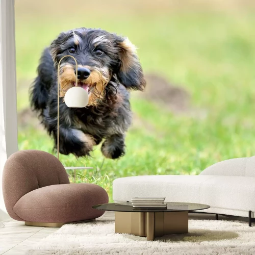 Sticker Rauhaarteckel