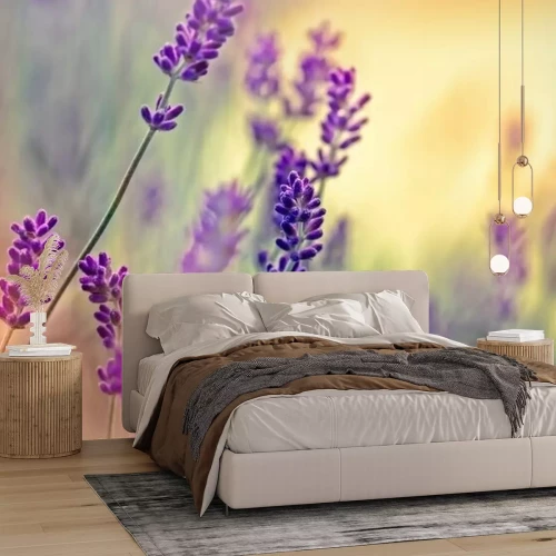 Fotobehang Close-up van lavendel
