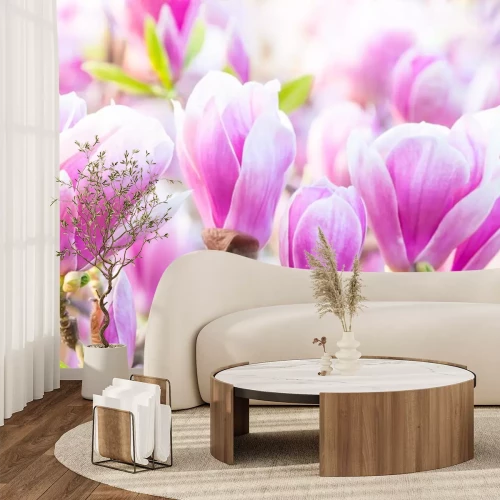 Sticker Foto van verschillende magnoliaknoppen