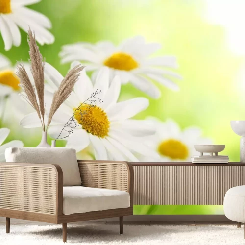 Fotobehang Madeliefjes op een wazige achtergrond