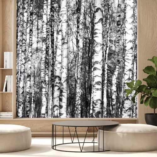 Fotobehang Zwart-witte berkenstammetjes