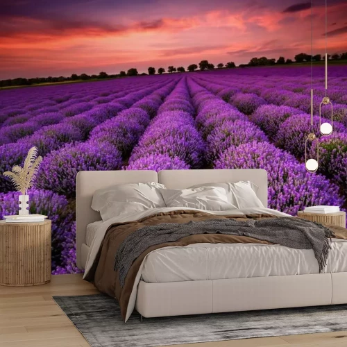 Fotobehang Zonsondergang boven een paars lavendelveld