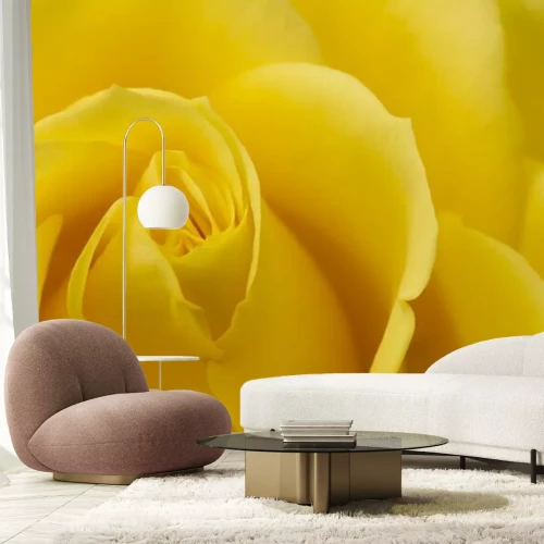 Fotobehang Close-up van een gele roos