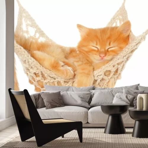 Fotobehang Rosharige slapende kat op een hangmat