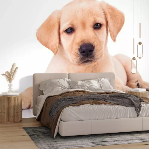 Fotobehang Liggende hond op heldere achtergrond