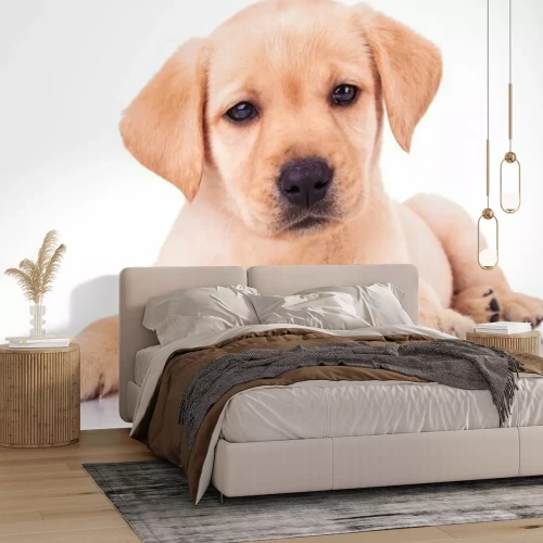 Sticker Liggende hond op heldere achtergrond