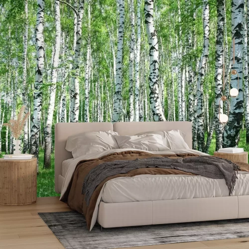 Fotobehang Berkenbos licht