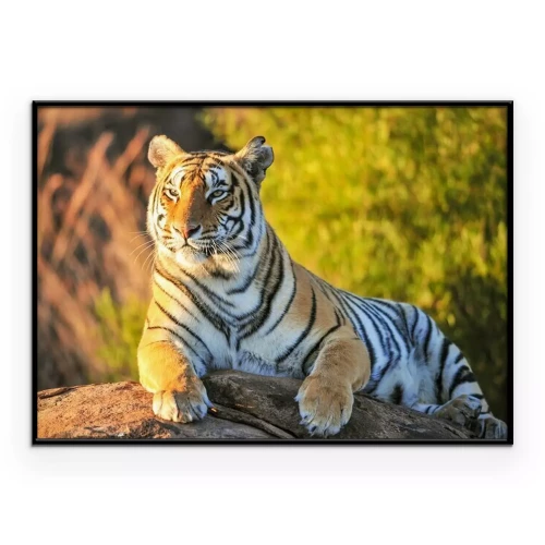 Poster Een tijger in de jungle op een steen