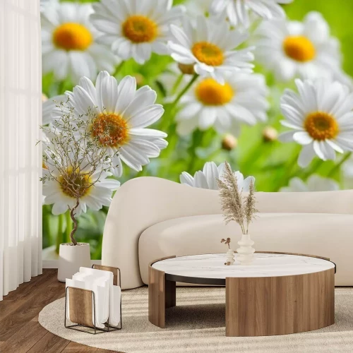 Fotobehang Madeliefjes in het groene gras