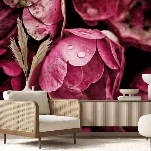 Fotobehang Bedauwde pioenrozen