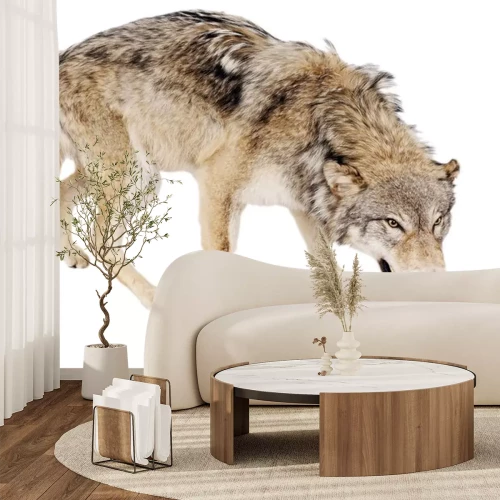 Sticker Gevaarlijke wolf op de witte achtergrond