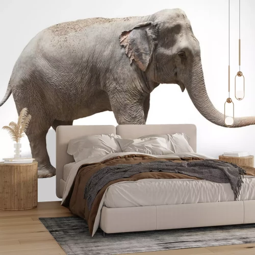 Sticker zijaanzicht van Aziatische olifant spelen geÃ ¯ soleerd witte achtergrond ons