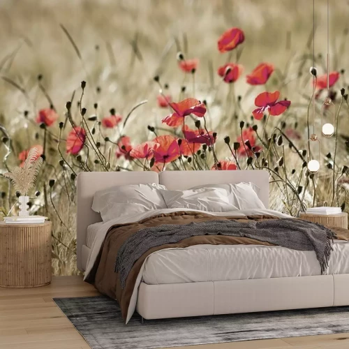 Fotobehang Close-up van wilde klaprozen tegen de achtergrond van korenaren