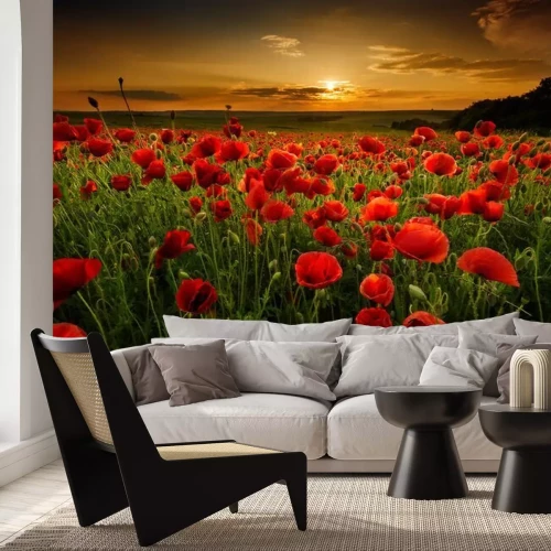 Fotobehang Klaprozenveld bij zonsondergang