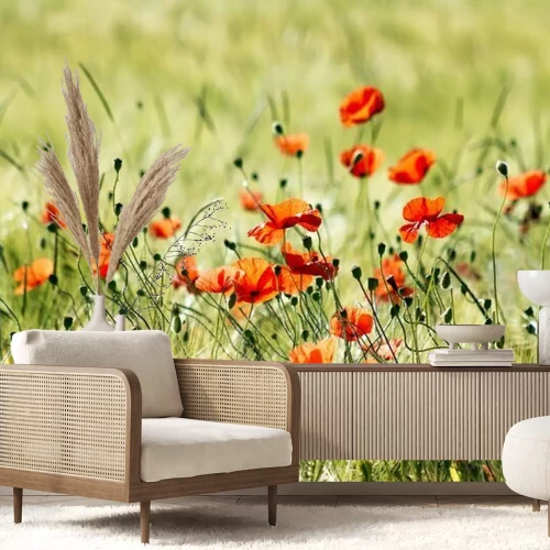 Fotobehang Wilde klaprozen op een open plek