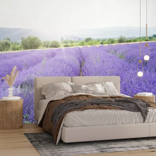 Fotobehang Lavendelveld in de zon