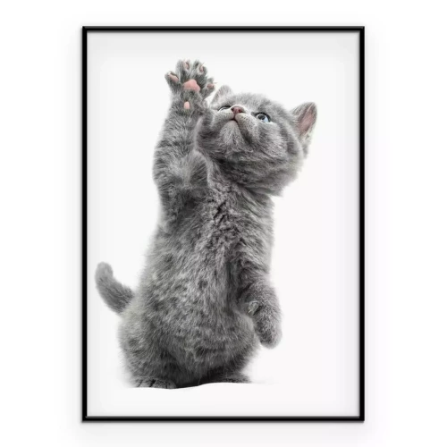 Poster Een grijs kitten met zijn pootje omhoog op een witte achtergrond.