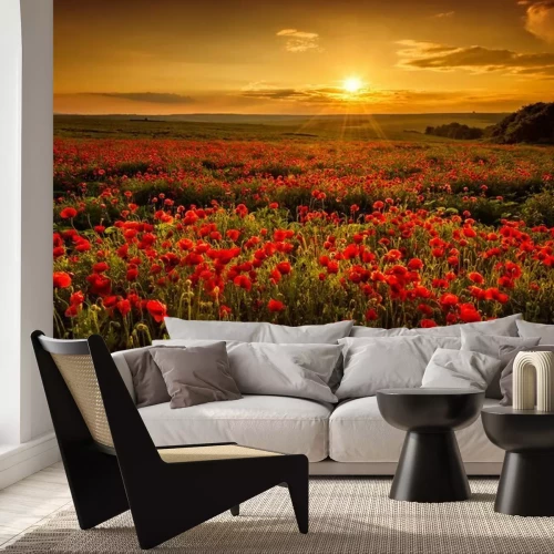 Fotobehang Zonsondergang boven een veld klaprozen