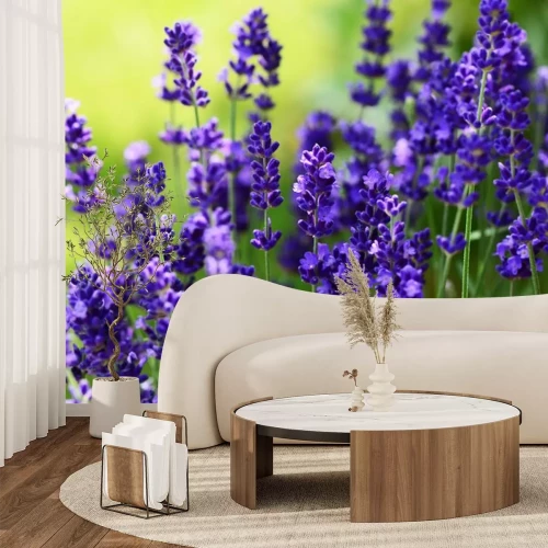 Sticker Lavendel op de achtergrond van een groene weide