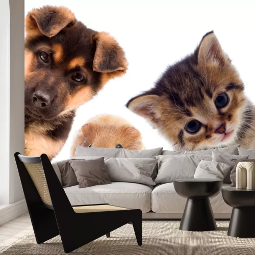 Sticker Een hond en een kat en een cavia die in de lens kijken