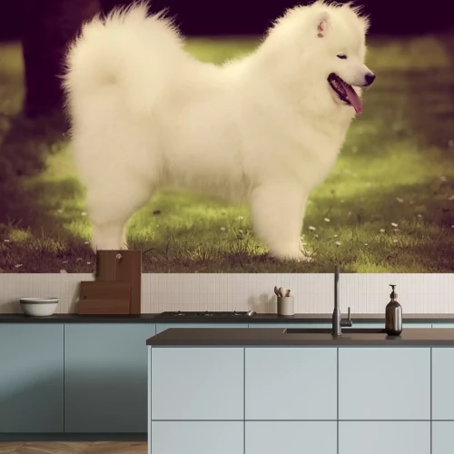 Sticker Samoyed hond