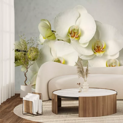 Fotobehang Trendy orchideeën op grijze achtergrond