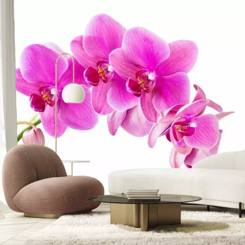 Sticker Een takje orchideeën op een witte achtergrond