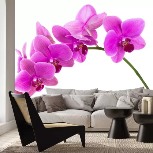Sticker Fuchsia orchidee orchidee