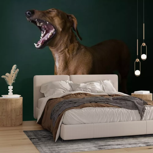 Sticker teckel geïsoleerd op een gekleurde achtergrond