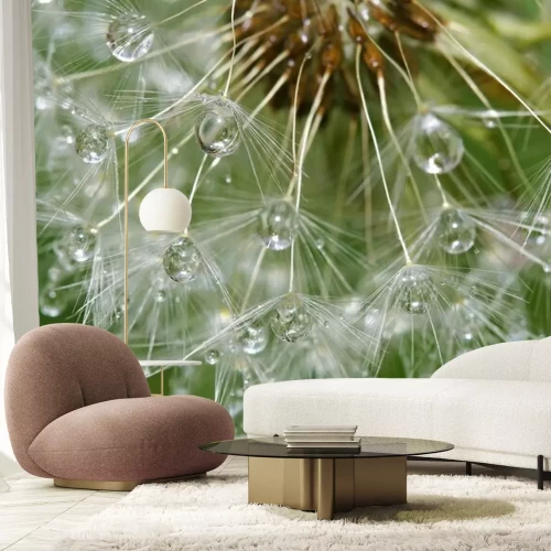 Fotobehang Paardenbloem na de regen