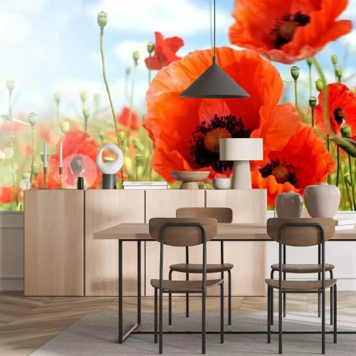 Fotobehang Rode klaprozen in het veld