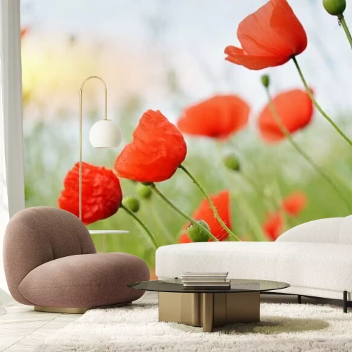 Fotobehang Veld klaprozen en gras