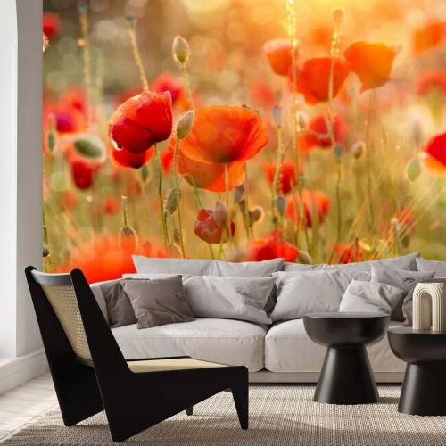 Fotobehang Een bloeiend veld klaprozen in het middaglicht