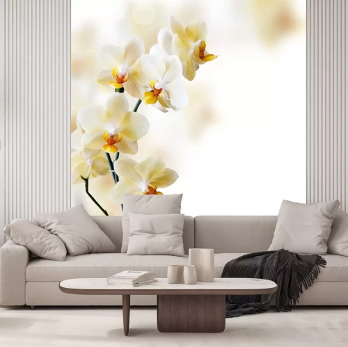 Fotobehang Prachtige orchideeën op een wazige achtergrond