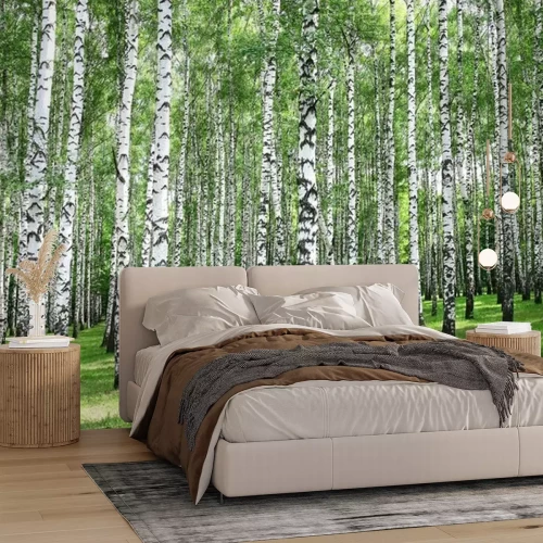 Fotobehang Berken in een bos tijdens een zonnige dag