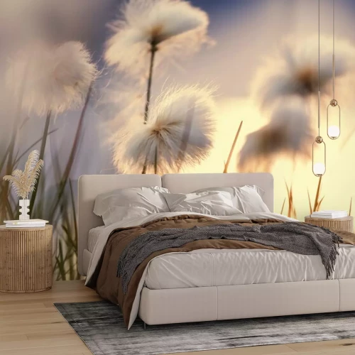 Fotobehang Veld met pluizige paardenbloemen