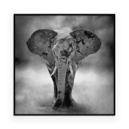 Poster Zwart-witfoto van een olifant