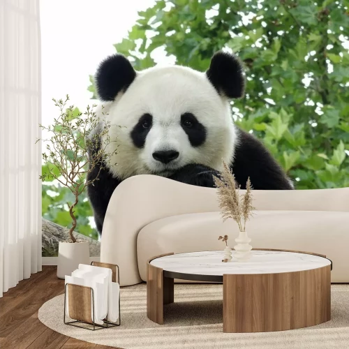 Fotobehang Portret van een panda