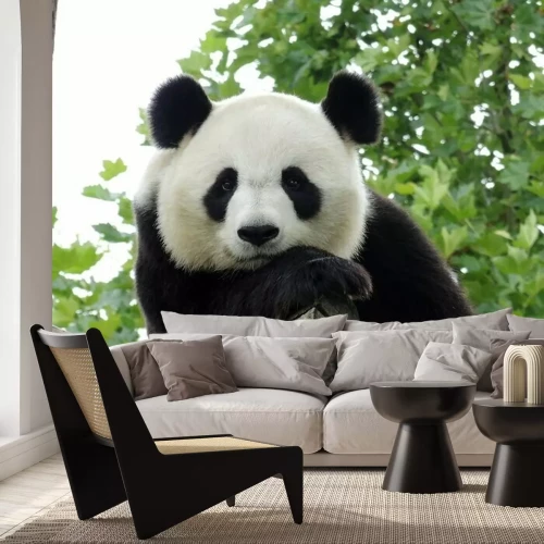 Sticker Portret van een panda