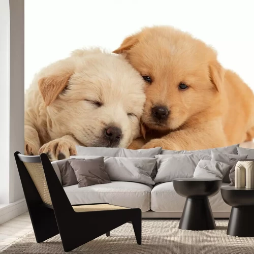 Fotobehang Slapende zandkleurige puppy's