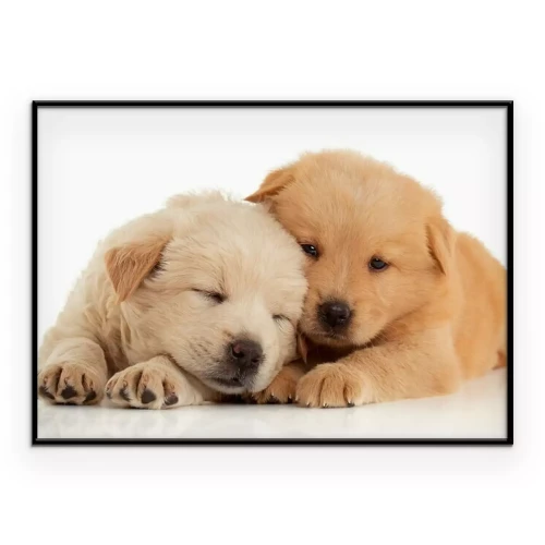 Poster Slapende zandkleurige puppy's