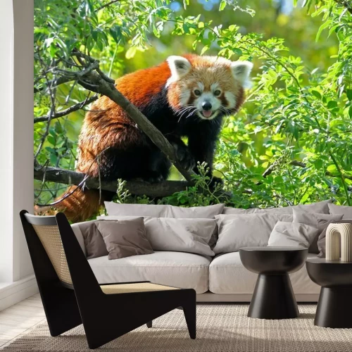 Fotobehang Rosse panda tussen de bladeren
