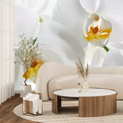 Fotobehang Close-up van een witte orchidee