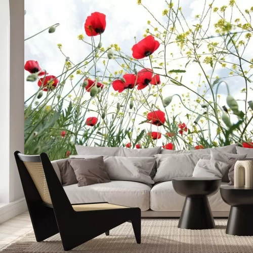 Fotobehang Weide met klaprozen met onderaanzicht