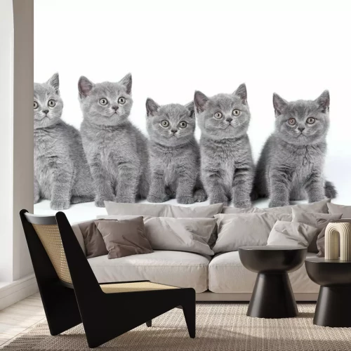 Sticker Brits Korthaar kittens zitten op een witte achtergrond in een stu