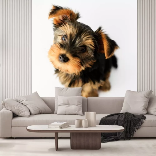 Sticker Yorkshire terrier - portret van een schattige puppy