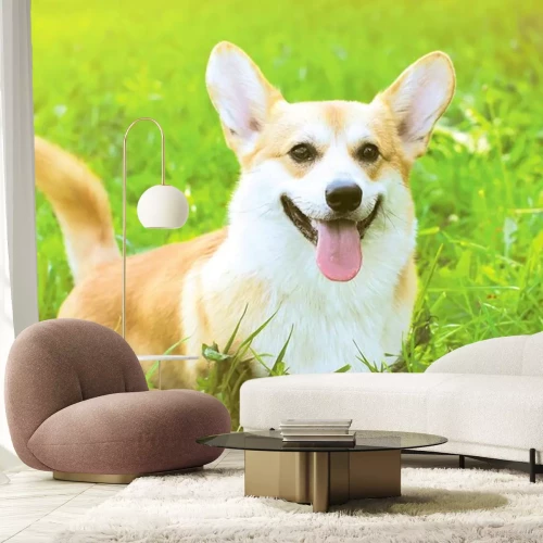 Sticker Positieve Pembroke Welsh Corgi hond op het gras zomer