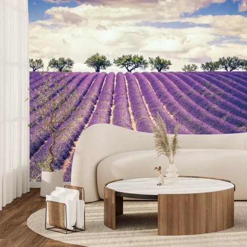 Fotobehang Prachtige lavendelvelden