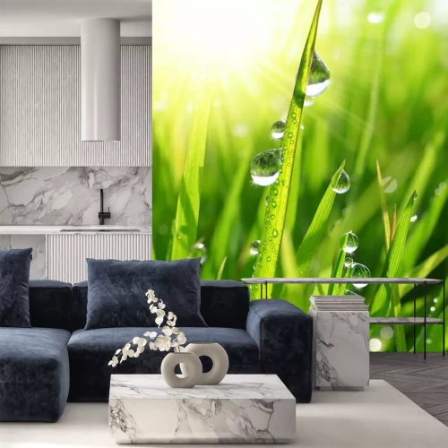 Sticker Vers gras met dauw druppels close up